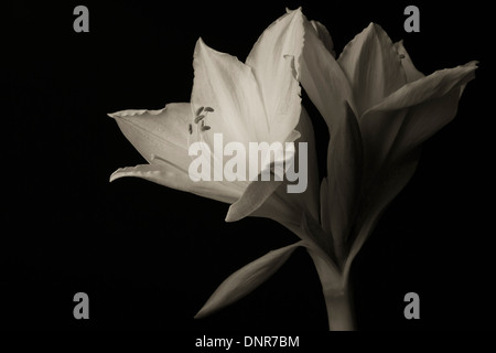 Color seppia amaryllis su sfondo nero Foto Stock