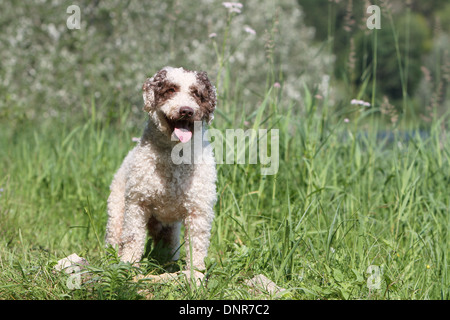 Cane Perro de Agua Espanol / Spagnolo acqua cane adulto in piedi in un prato Foto Stock
