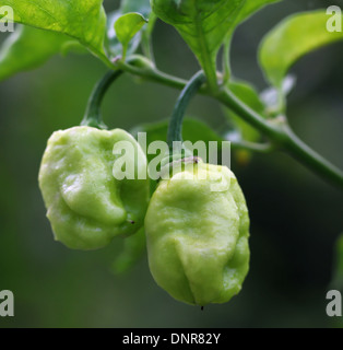 Bhut Jolokia peperoncino o il Naga Morich del Bangladesh Foto Stock