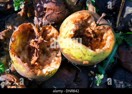 Marciume crab mele, Staffordshire, England, Regno Unito Foto Stock