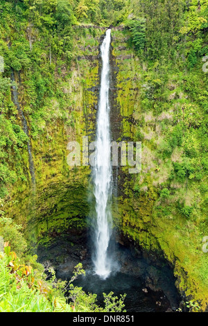 Akaka cade sulla Big Island delle Hawaii in una foresta pluviale tropicale Foto Stock