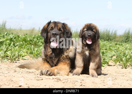 Cane Leonberger / adulti e puppy in un campo Foto Stock