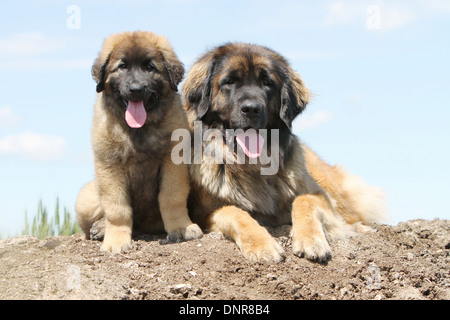 Cane Leonberger / adulti e puppy in un campo Foto Stock