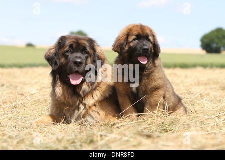 Cane Leonberger / adulti e puppy in un campo Foto Stock