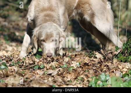 Cane Weimaraner longhair / adulti in piedi in una foresta Foto Stock