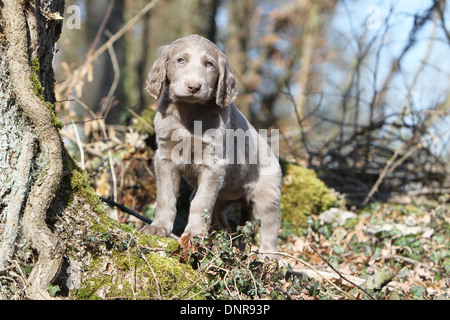 Cane Weimaraner longhair / cucciolo in piedi in una foresta Foto Stock