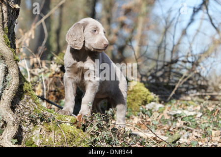 Cane Weimaraner longhair / cucciolo in piedi in una foresta Foto Stock