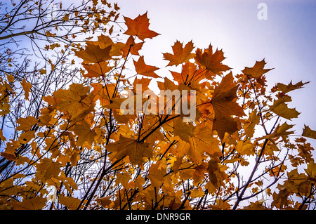 Foglie d'autunno su un acero Foto Stock