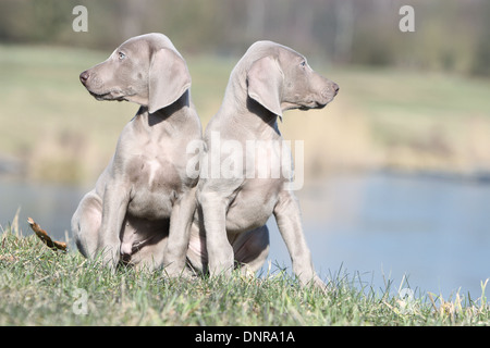 Cane Weimaraner shorthair / due cuccioli seduti in un prato Foto Stock