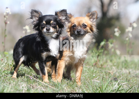 Cane Chihuahua due cuccioli longhair in piedi in un prato Foto Stock