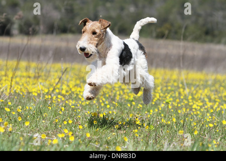 Filo di cane Fox Terrier / adulti jumping in un campo di fiori Foto Stock