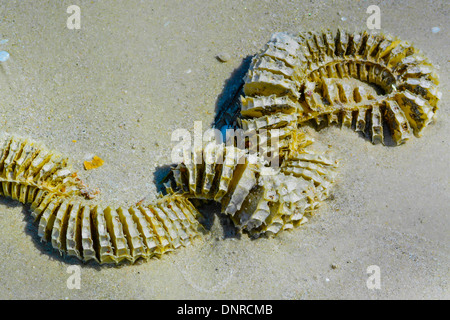 Buccino involucro di uova o di gasteropodi marini shell sulla spiaggia Foto Stock