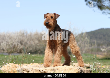 Cane Airedale Terrier / Waterside Terrier / adulti in piedi su una roccia Foto Stock