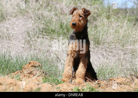 Cane Airedale Terrier / Waterside Terrier / giovane seduto in un prato Foto Stock