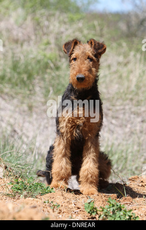 Cane Airedale Terrier / Waterside Terrier / giovane seduto in un prato Foto Stock