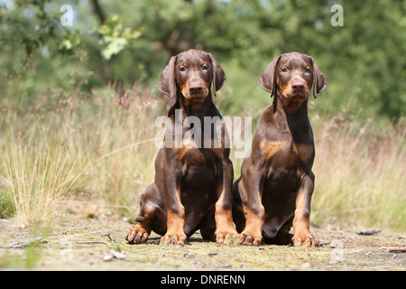 Cane Dobermann / Dobermann (naturale le orecchie) / due cuccioli seduti in un prato Foto Stock