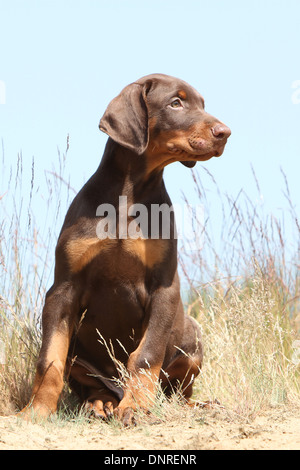 Cane Dobermann / Dobermann (naturale le orecchie) / cucciolo seduta di dune Foto Stock