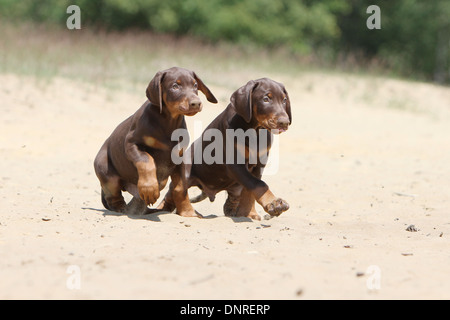 Cane Dobermann / Dobermann (naturale le orecchie) / due cuccioli in esecuzione sulla sabbia Foto Stock