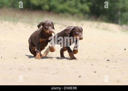 Cane Dobermann / Dobermann (naturale le orecchie) / due cuccioli in esecuzione sulla sabbia Foto Stock