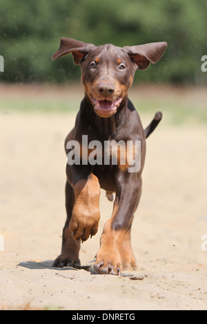 Cane Dobermann / Dobermann (naturale le orecchie) / cucciolo in esecuzione sulla sabbia Foto Stock