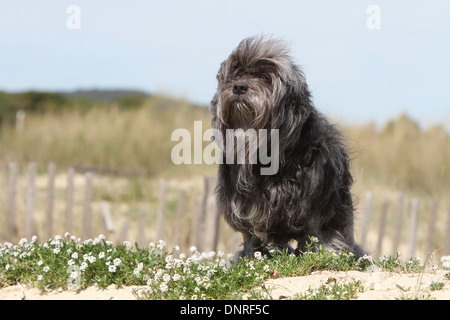 Cane Löwchen / petit chien lion / little lion / adulti in piedi in Dune Foto Stock