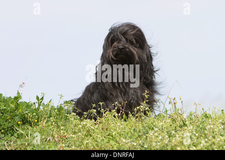 Cane Löwchen / petit chien lion / little lion / adulti seduti in un prato Foto Stock