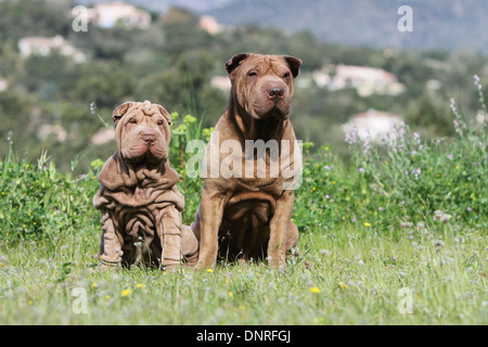 Cane Shar Pei / adulto e cucciolo seduto in un prato Foto Stock