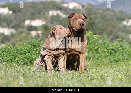 Cane Shar Pei / adulto e cucciolo seduto in un prato Foto Stock