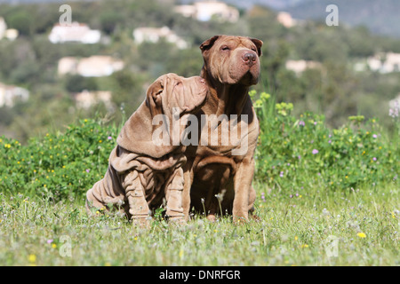 Cane Shar Pei / adulto e cucciolo seduto in un prato Foto Stock