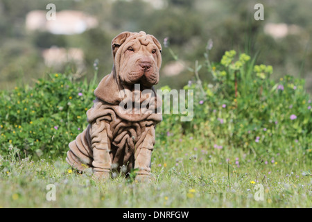 Cane Shar Pei / cucciolo seduto in un prato Foto Stock