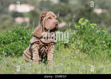 Cane Shar Pei / cucciolo seduto in un prato Foto Stock