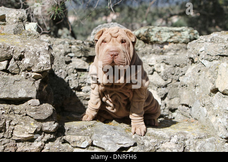 Cane Shar Pei / cucciolo seduto su una parete Foto Stock