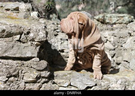 Cane Shar Pei / cucciolo seduto su una parete Foto Stock