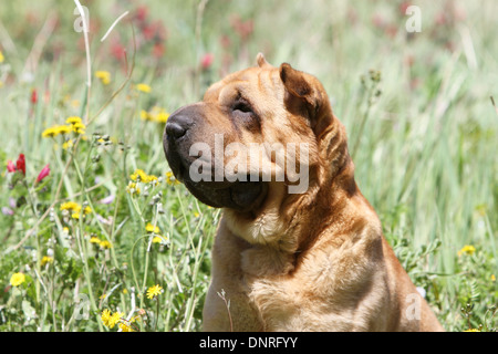 Cane Shar Pei / adulto profilo verticale Foto Stock