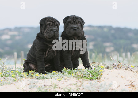 Cane Shar Pei / due cuccioli in seduta dune Foto Stock