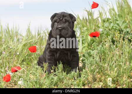 Cane Shar Pei / cucciolo seduto in un prato Foto Stock