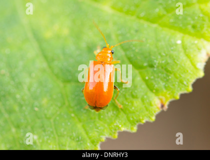 Close up og giovani riso Thrips, zucca pest. Foto Stock