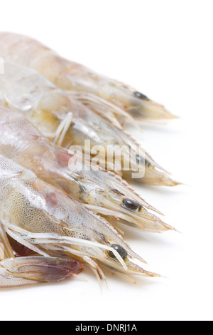 Gamberi Whiteleg isolati su sfondo bianco. Foto Stock