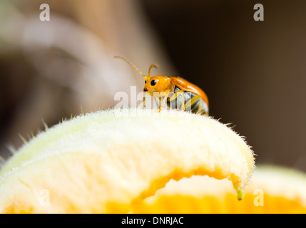 Close up og giovani riso Thrips, zucca pest. Foto Stock