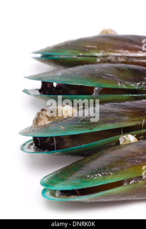 Cozze fresche isolato su bianco. Foto Stock