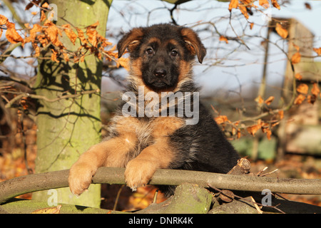 Cane pastore tedesco cane / Deutscher Schäferhund cucciolo seduto su un legno Foto Stock