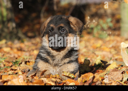 Cane pastore tedesco cane / Deutscher Schäferhund cucciolo giacente in caduta foglie Foto Stock