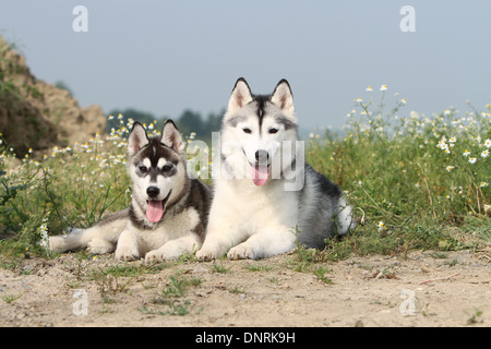 Cane Siberian Husky adulto e cucciolo giacente in un prato Foto Stock