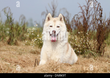 Cane Siberian Husky adulto giacente nella neve Foto Stock