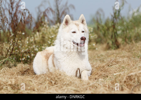 Cane Siberian Husky adulto giacente nella neve Foto Stock