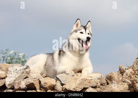 Cane Siberian Husky adulto giacente su rocce Foto Stock