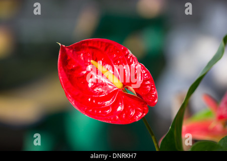 Anthurium/Flamingo fiori. Foto Stock