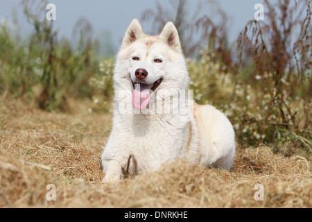 Cane Siberian Husky adulto giacente nella neve Foto Stock