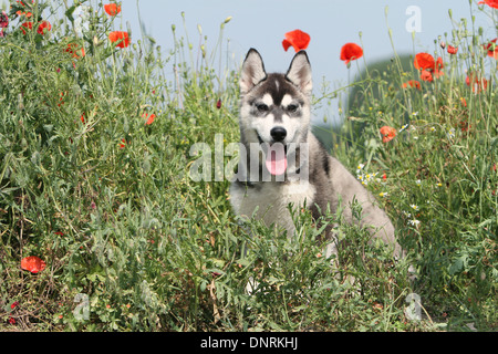 Cane Siberian Husky cucciolo seduto in un prato Foto Stock