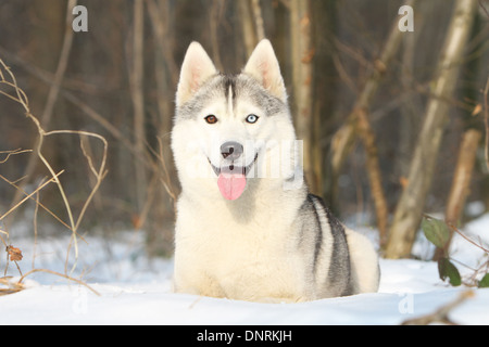 Cane Siberian Husky adulto giacente nella neve Foto Stock